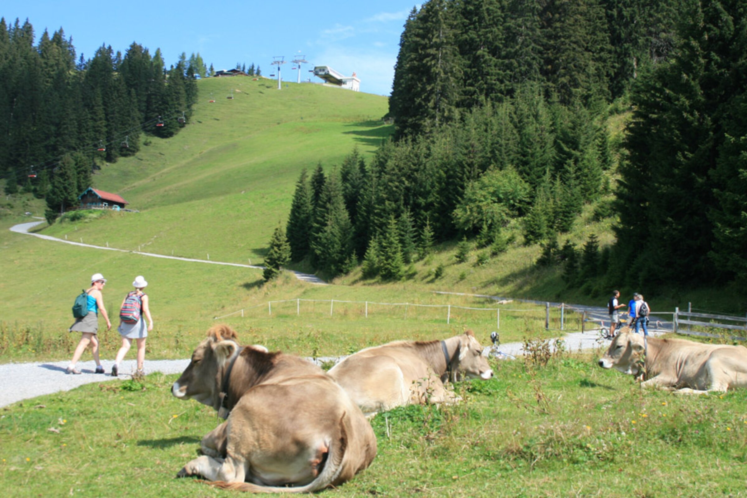 Wanderung und Kühe auf der Weide