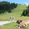 Wanderung und Kühe auf der Weide